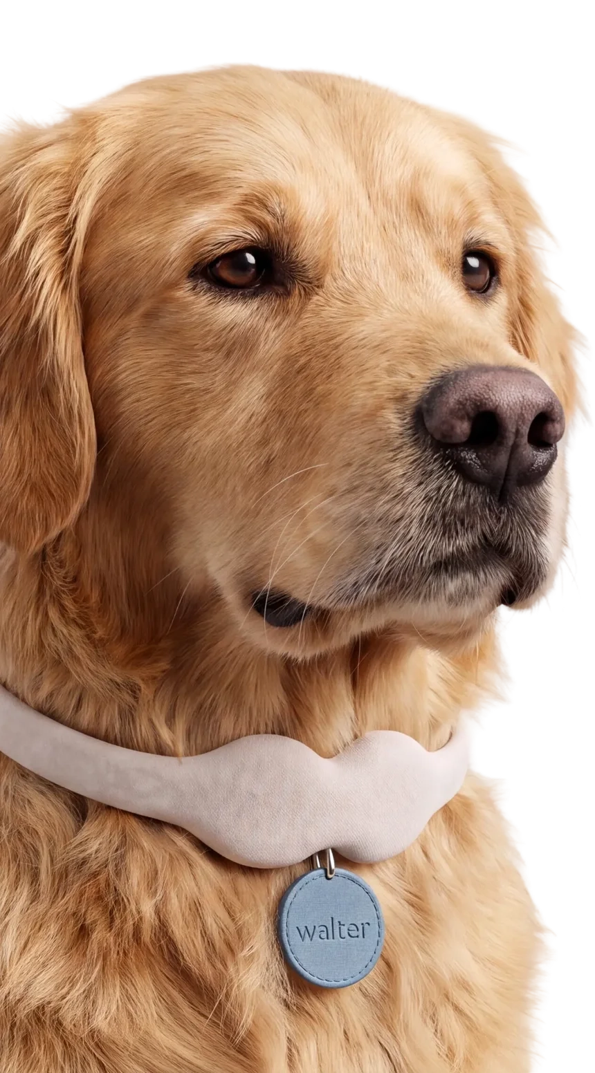 A golden retriever wearing a Tobi collar with a name tag reading walter