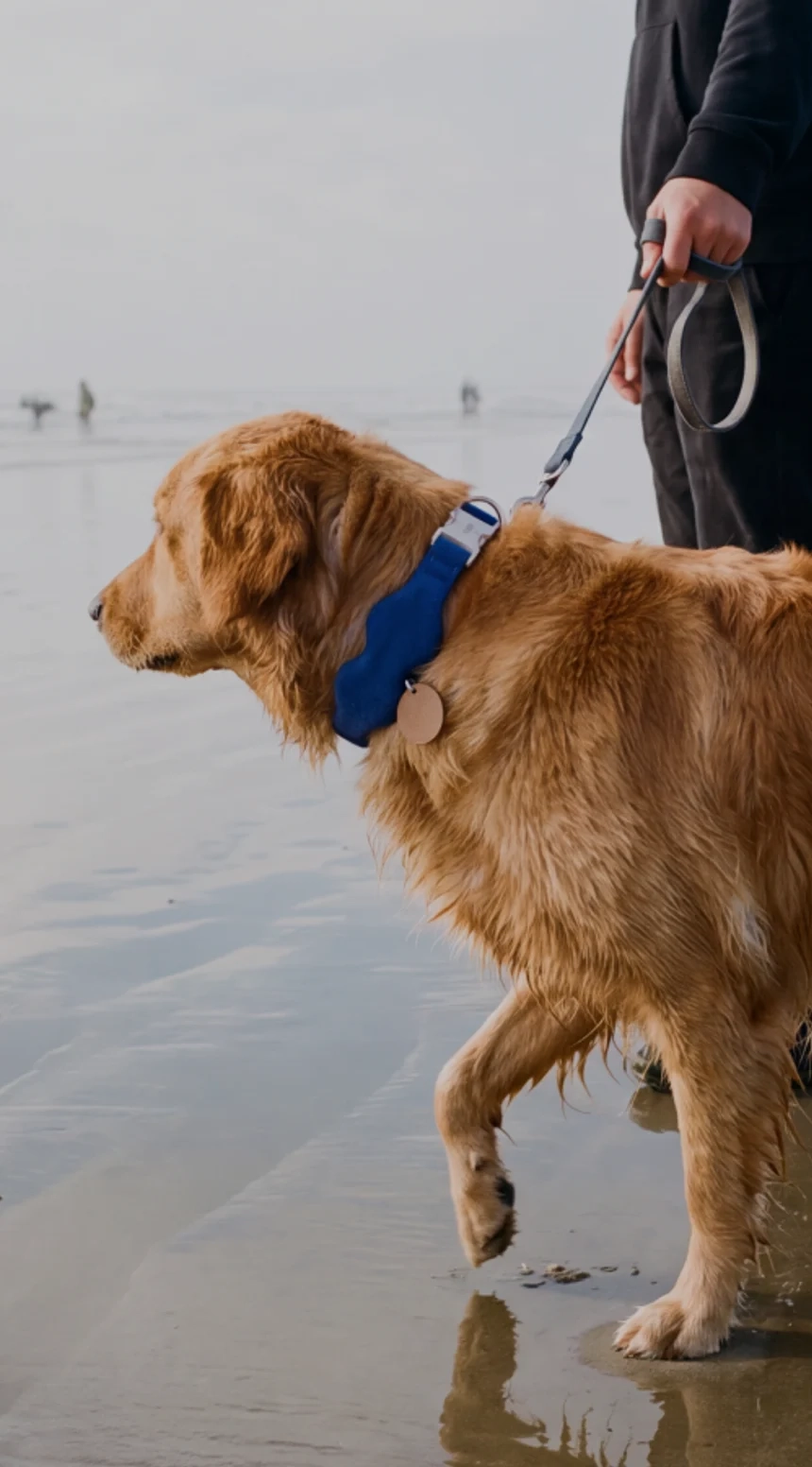 A golden retriever in a blue Tobi collar walking in the shallows on a beach