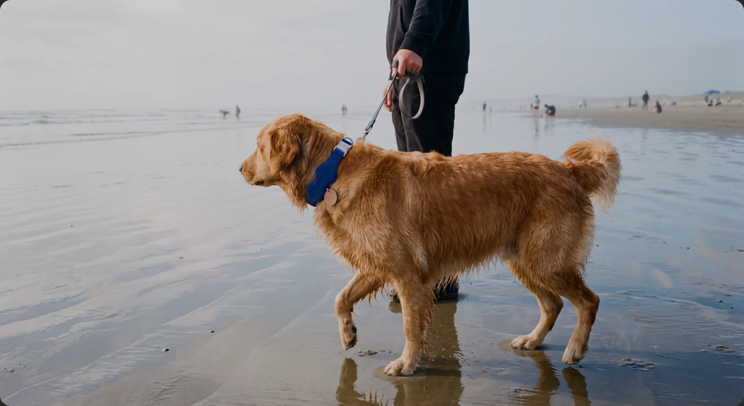 A golden retriever in a blue Tobi collar walking in the shallows on a beach beside its owner