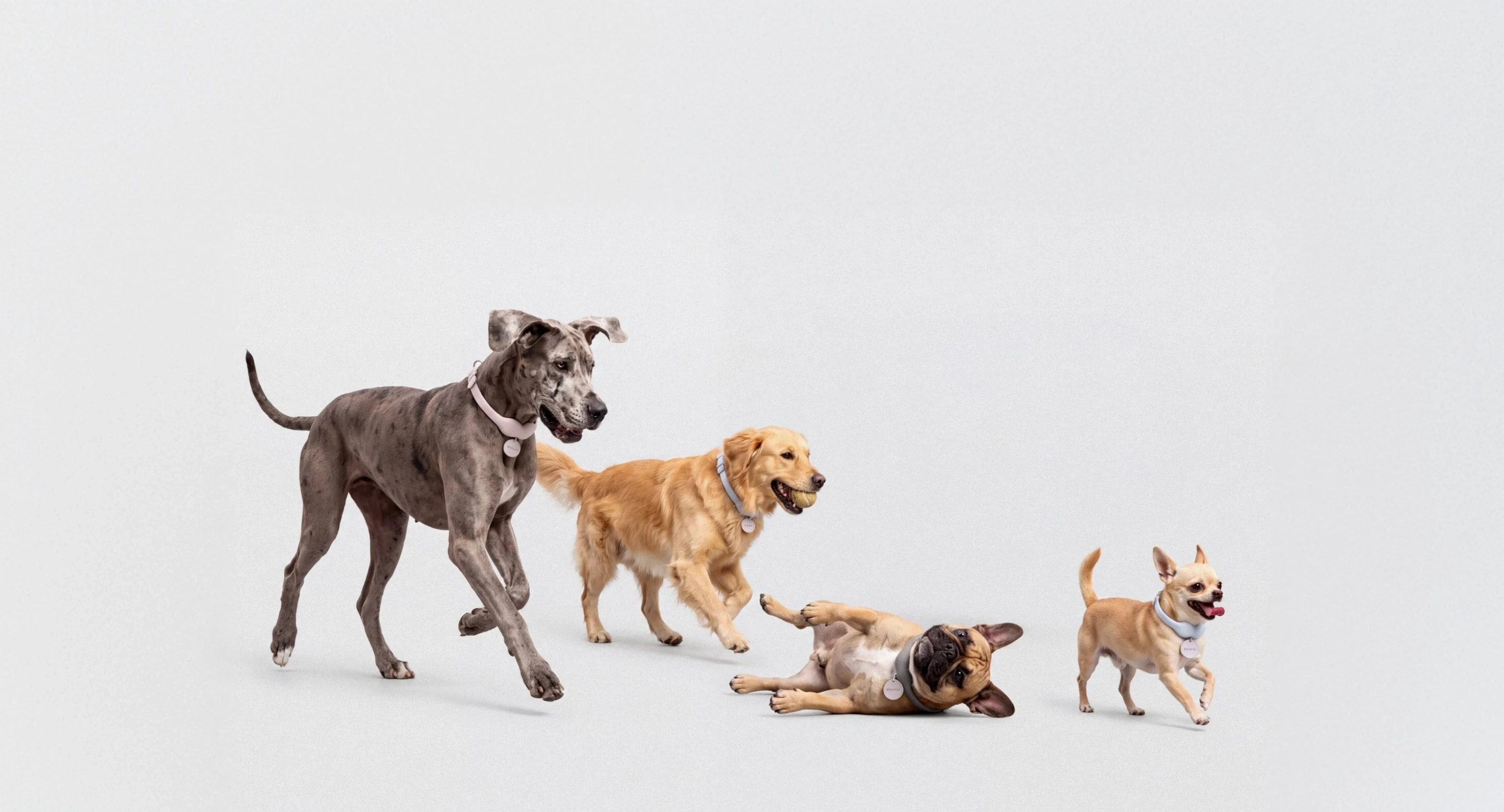 Four dogs of different sizes, each wearing a Tobi collar, walking and playing in a row