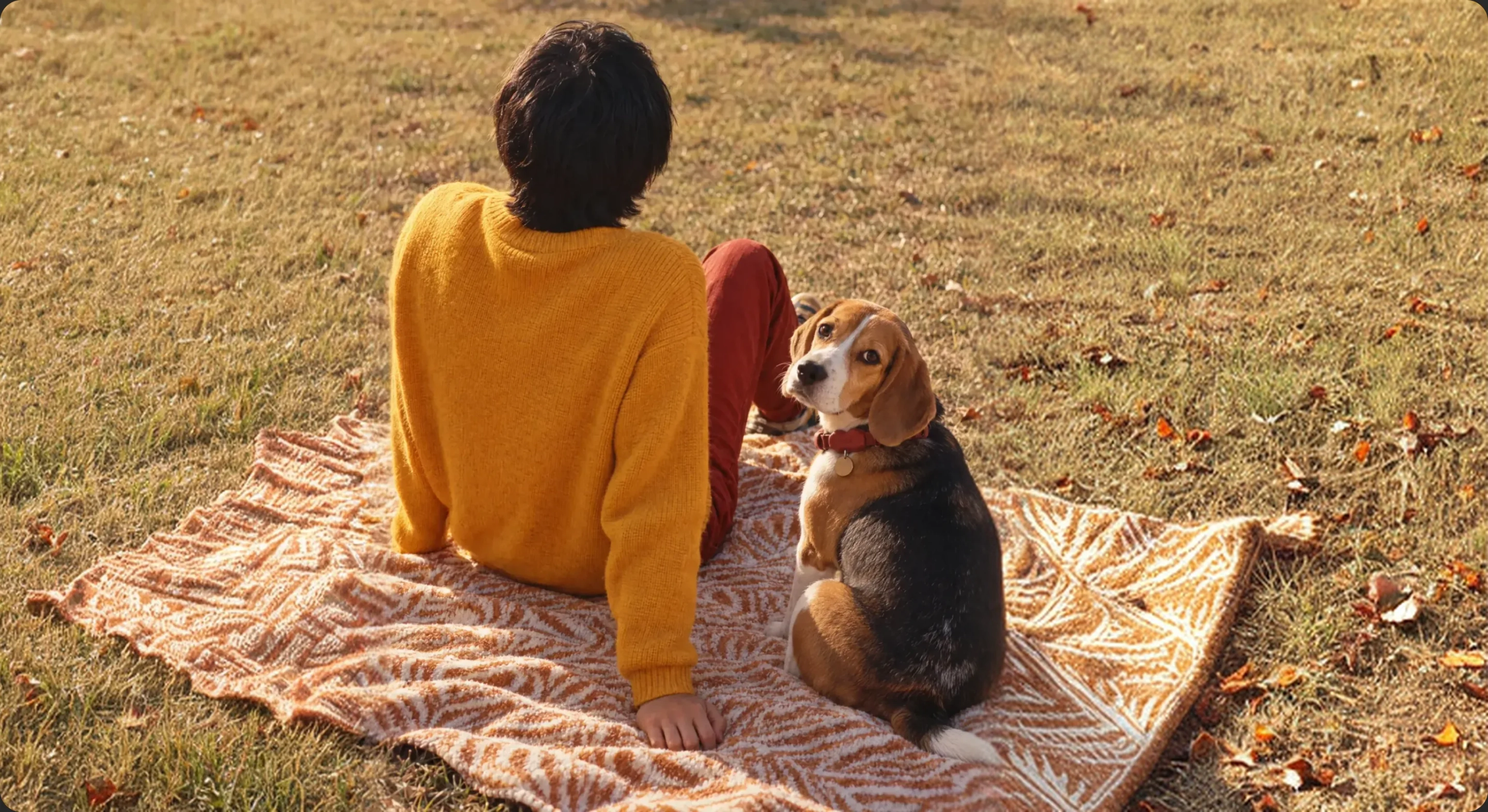 A person in a yellow jumper sitting on a picnic blanket in a park, their beagle in a red Tobi collar looking back at the camera