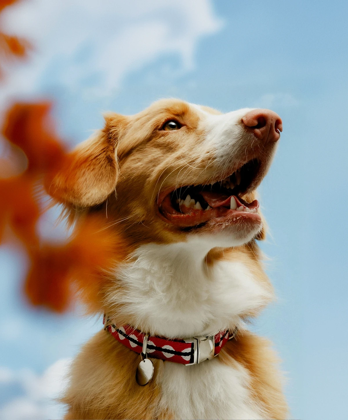 A retriever in a red Tobi collar, looking up