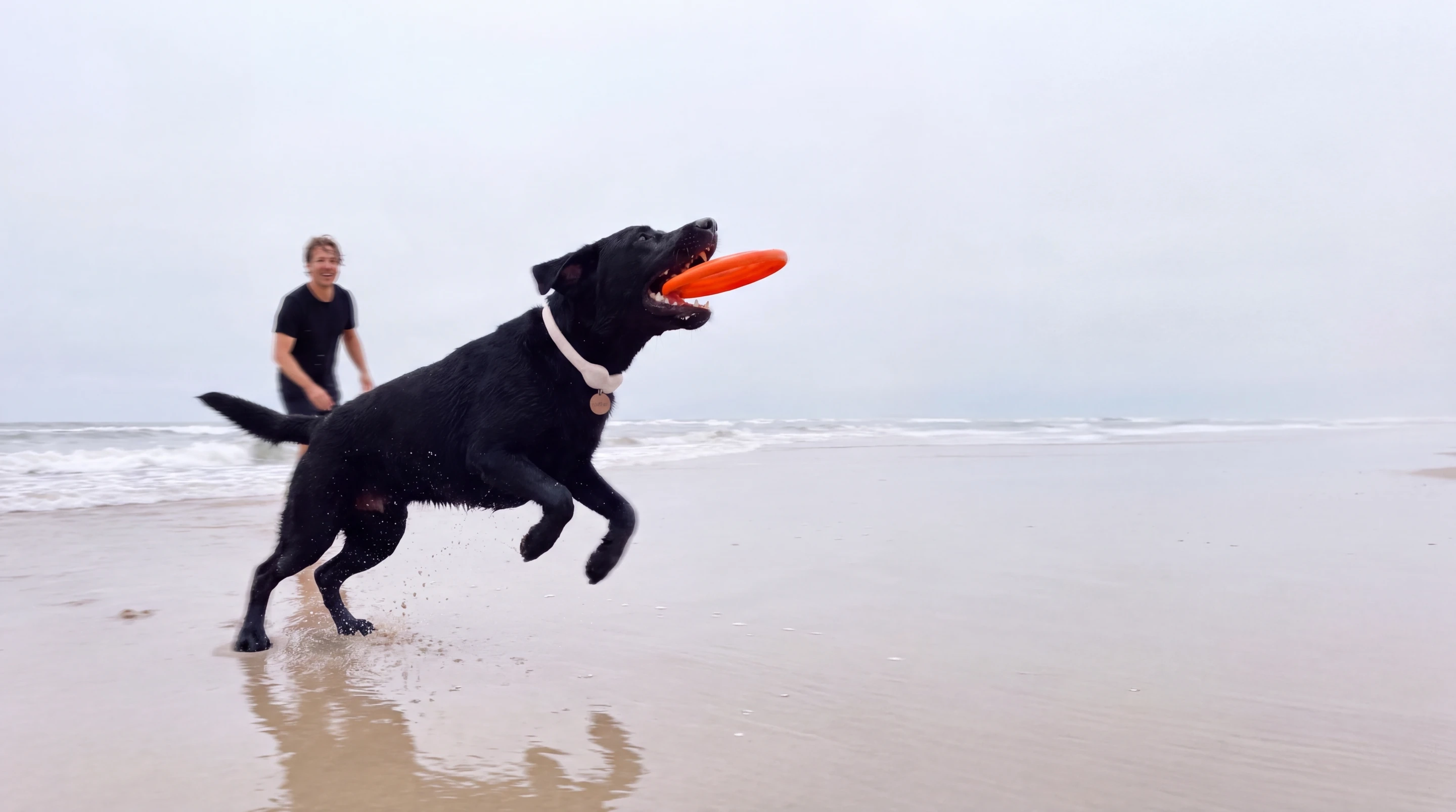 A black labrador leaping for a frisbee on the beach
