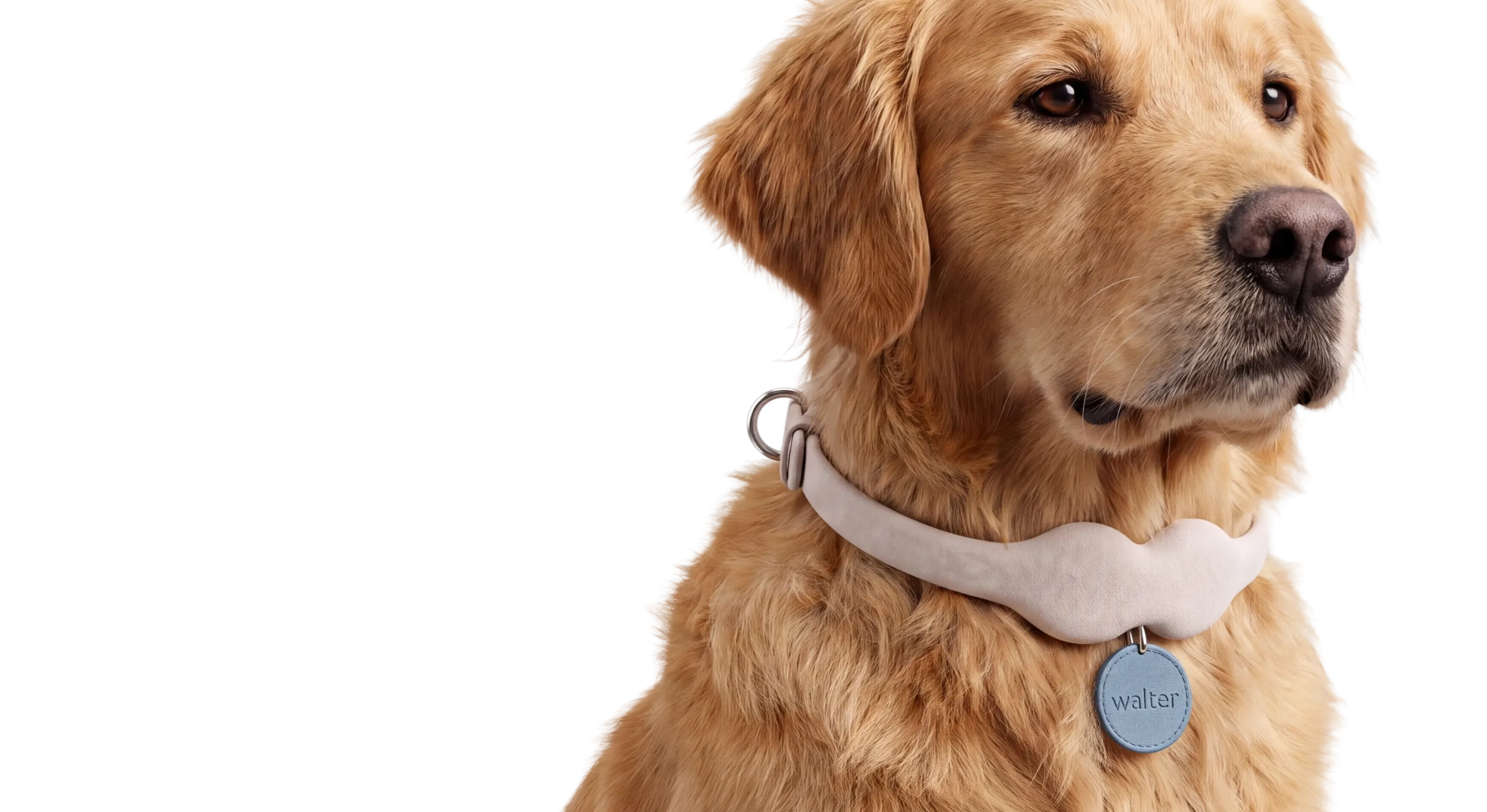 A golden retriever wearing a Tobi collar with a name tag reading walter