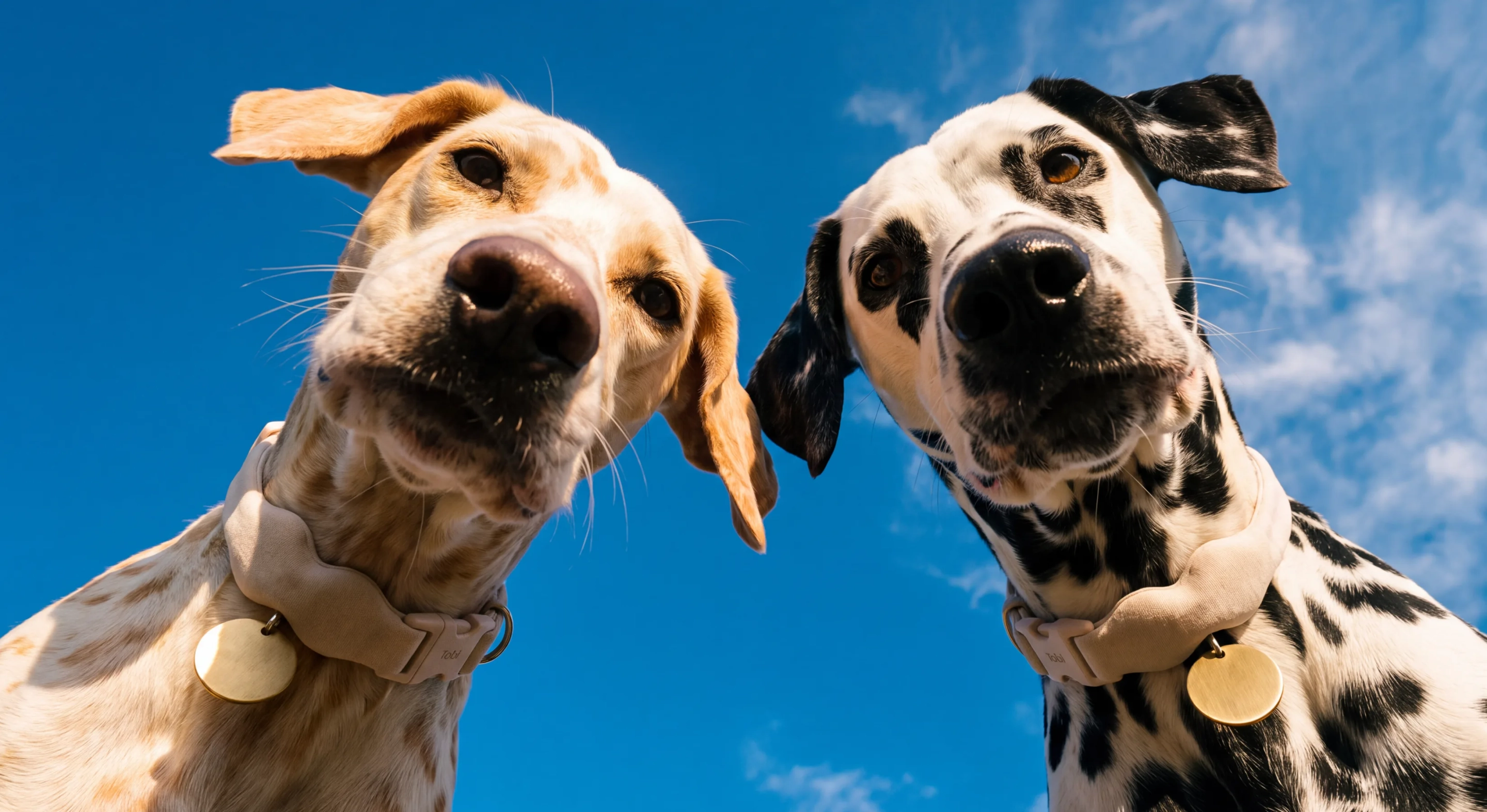 Two dogs in Tobi collars looking down at the camera against a blue sky