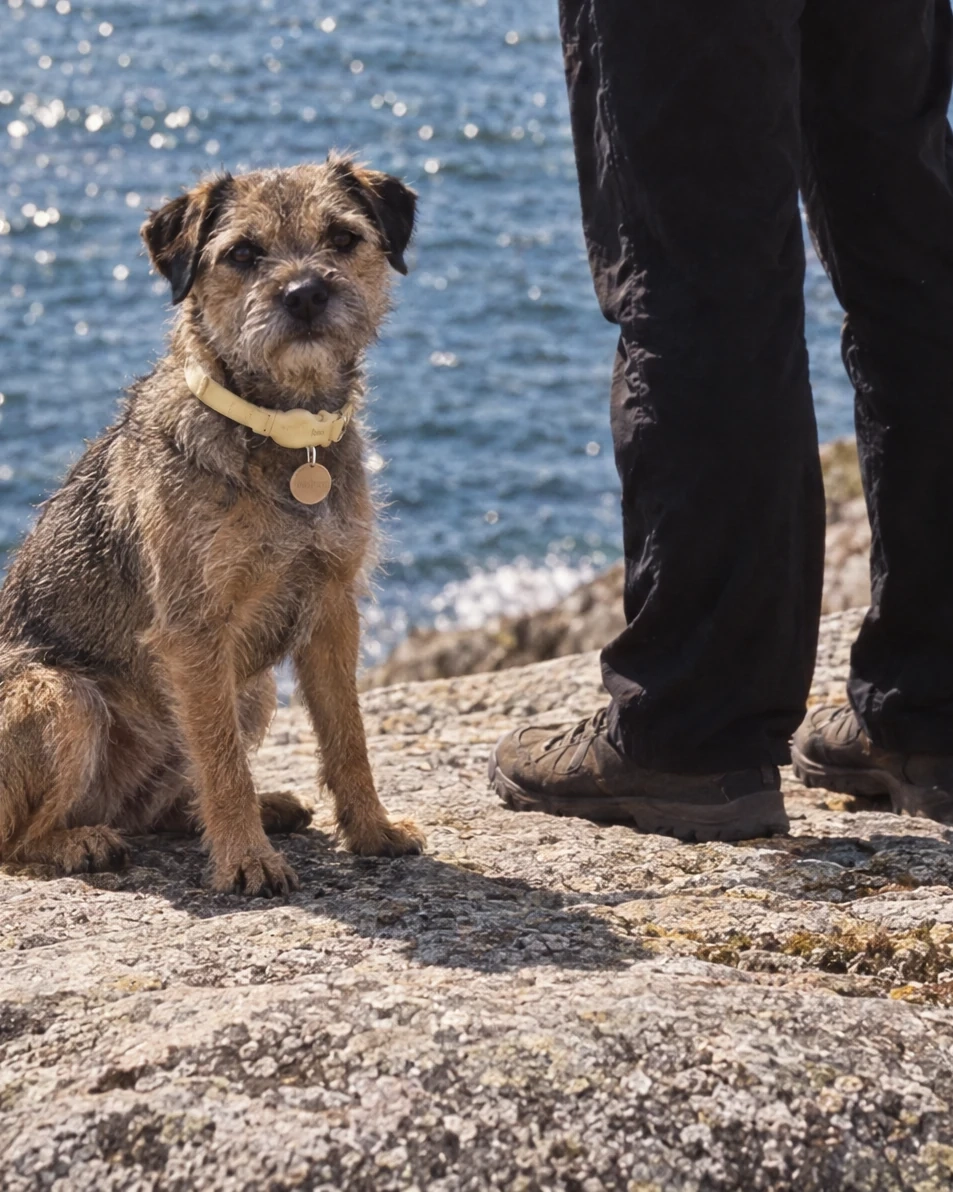 A border terrier on the rocks by the sea, beside its owner
